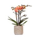 Orange Phalaenopsis Orchidee – Mineral Bolzano – Ø9cm Jaguar Topf – Blühende Zimmerpflanze mit 2-3 Zweigen – Plant