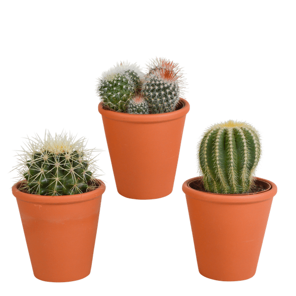 Kaktus Bolcactus Mix – 3 Pflanzen – Ø8,5cm Zimmerpflanzen im Terrakotta – Topf – Verschiedene Kugelkakteen – Plant