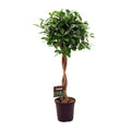 Chinesische Feige – Ficus Microcarpa Moclame – Ø23cm – ↕110cm – Elegante Zimmerpflanze mit dichtem, grünem Laub – Pflegeleichter Ficus für Wohnzimmer, Büro & Wintergarten – Plant