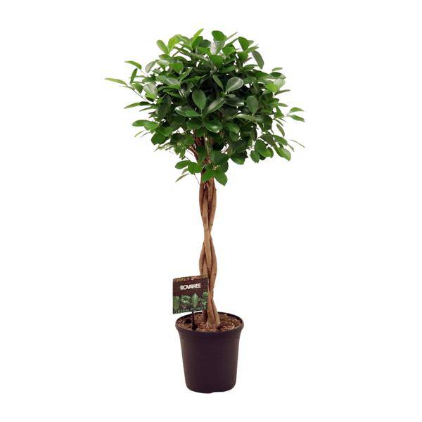Chinesische Feige – Ficus Microcarpa Moclame – Ø23cm – ↕110cm – Elegante Zimmerpflanze mit dichtem, grünem Laub – Pflegeleichter Ficus für Wohnzimmer, Büro & Wintergarten – Plant