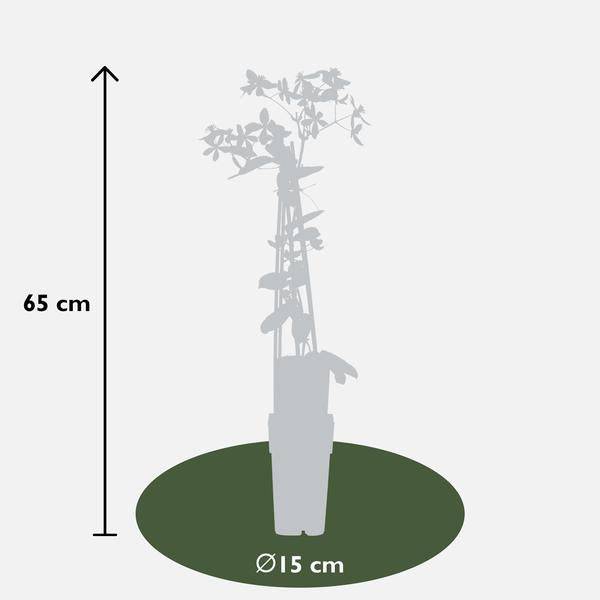 Waldrebe Clematis armandii Apple Blossom – Immergrüne Clematis – Hellrosa Blüten – Ø15cm – ↕65cm Kletterpflanze – Duftende Blüten – Wintergrün – Plant
