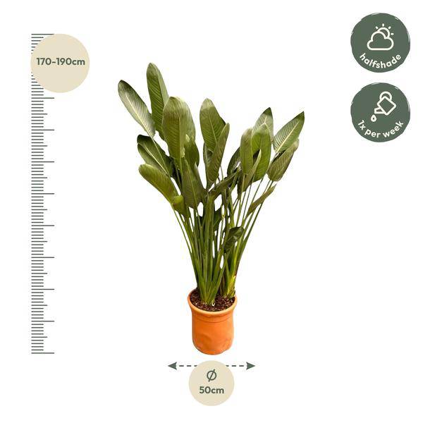 Strelitzia Reginae – Paradiesvogelblume – Zimmerpflanze 180cm – Ø50cm – Exotische Kübelpflanze mit orangefarbenen Blüten – Pflegeleicht – Plant