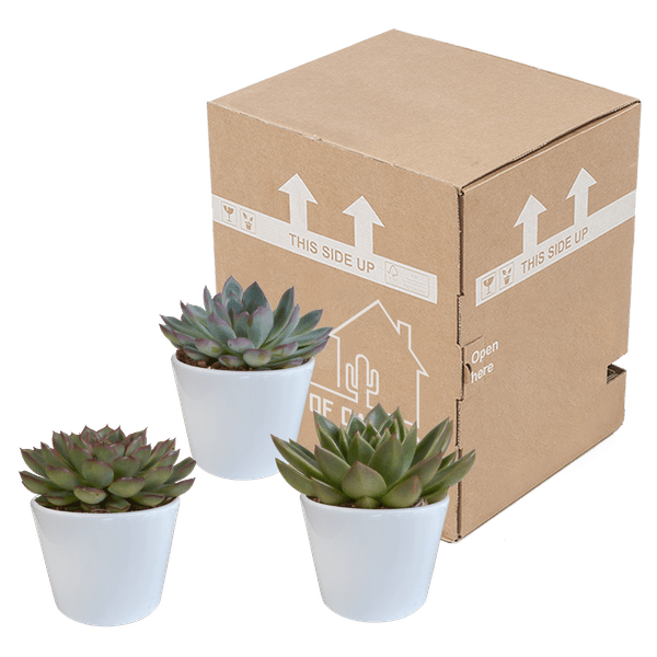 Echeveria Mix – Steinrose 3 Pflanzen – Ø10,5cm Zimmerpflanzen im weißen Topf – Verschiedene Sukkulenten – Plant