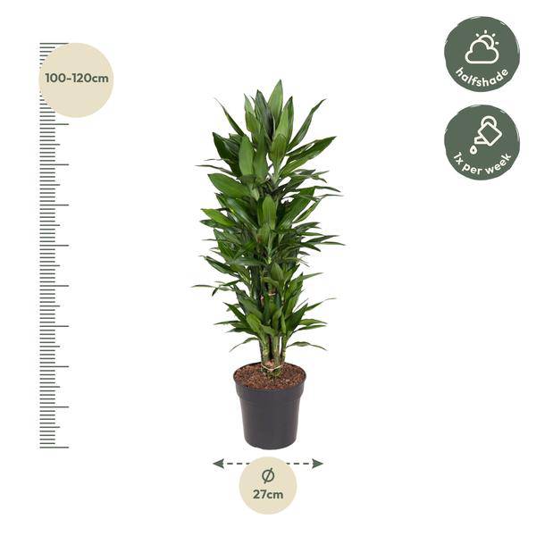 Drachenbaum – Dracaena Janet Lind 110cm – Ø27cm – Elegante Zimmerpflanze mit glänzend dunkelgrünen Blättern – Plant