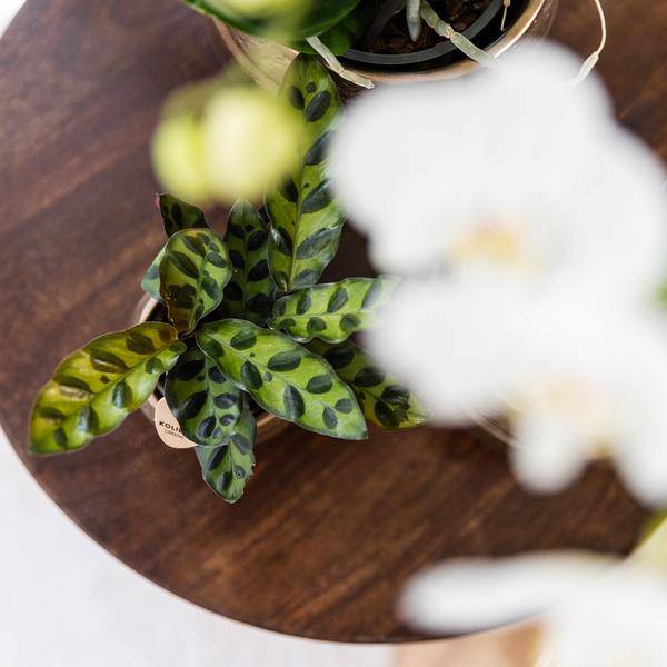 Calathea Makoyana – Pfauen – Korbmaranthe – Zimmerpflanze – Ø9cm – Exotische, kompakte Grünpflanze mit dekorativen Blättern – Plant