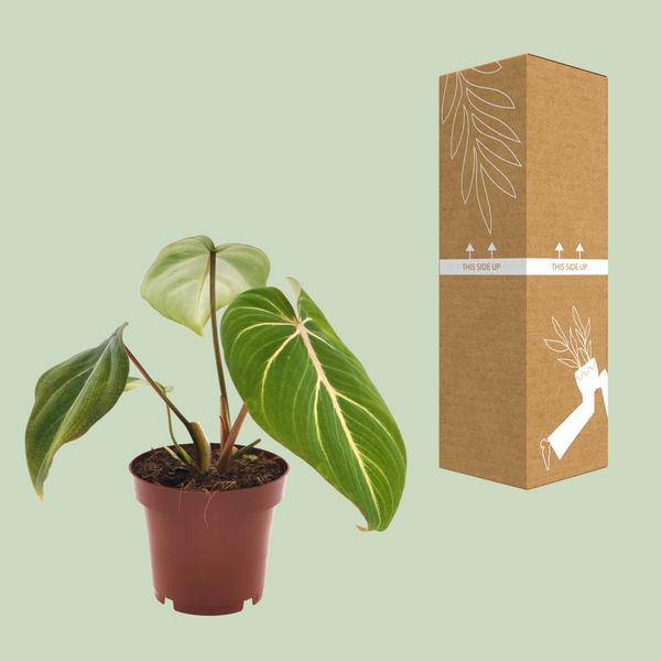 Philodendron Selloum Atom – Baumfreund – Ø12cm – Höhe ca. 25cm – Kompakte Zimmerpflanze mit tiefgrünen, geteilten Blättern