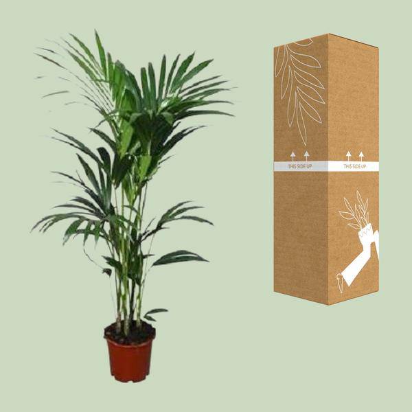 Kentia – Palme (Howea forsteriana) – Zimmerpflanze – Ø22cm – 120cm hoch – Luftreinigend & Pflegeleicht – Plant