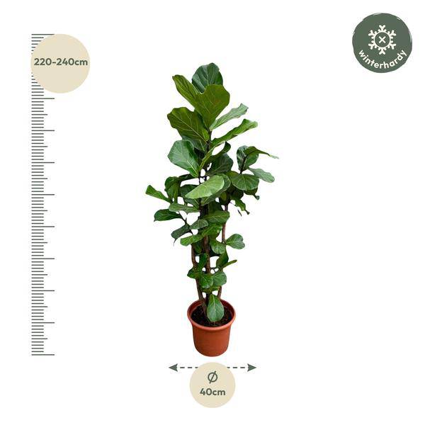 Geigen – Feige – Ficus Lyrata – Zimmerpflanze 200cm – Ø40cm – XXL – Designpflanze mit großen geigenförmigen Blättern – Pflegeleicht – Plant