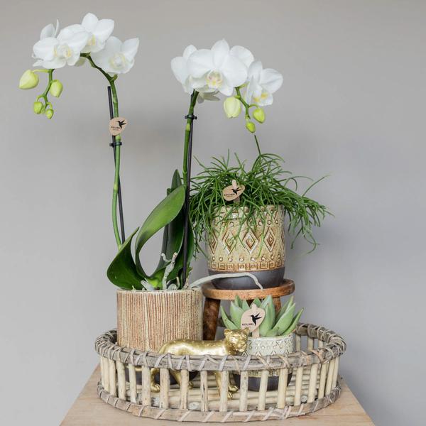 Runde Bambusschale Ø30cm Zimmerpflanze Ø30cm – pflegeleichte Grünpflanze für Wohnzimmer, Büro & helle Standorte kaufen – Plant