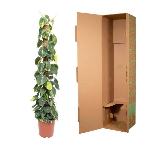 Baumfreund – Philodendron Scandens Brasil 150cm – Ø27cm – Kletterpflanze mit Moosstock – Herzförmige Blätter – Plant