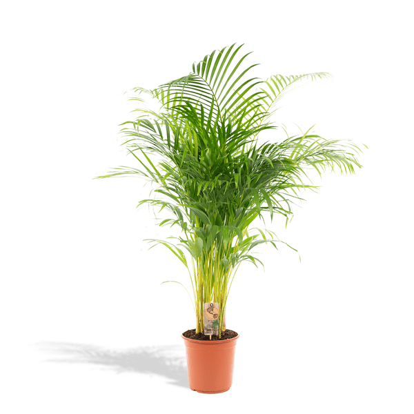 Areca – Palme – Betelpalme Dypsis lutescens – Ø24cm – 130cm Höhe – Luftreinigende Goldfruchtpalme – Tropische Zimmerpflanze für gesundes Raumklima – Plant