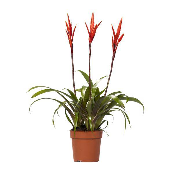 Bromelie Vriesea Elan Toef Zimmerpflanze Ø12cm ↕55cm – pflegeleichte Grünpflanze für Wohnzimmer, Büro & helle Standorte kaufen – Plant