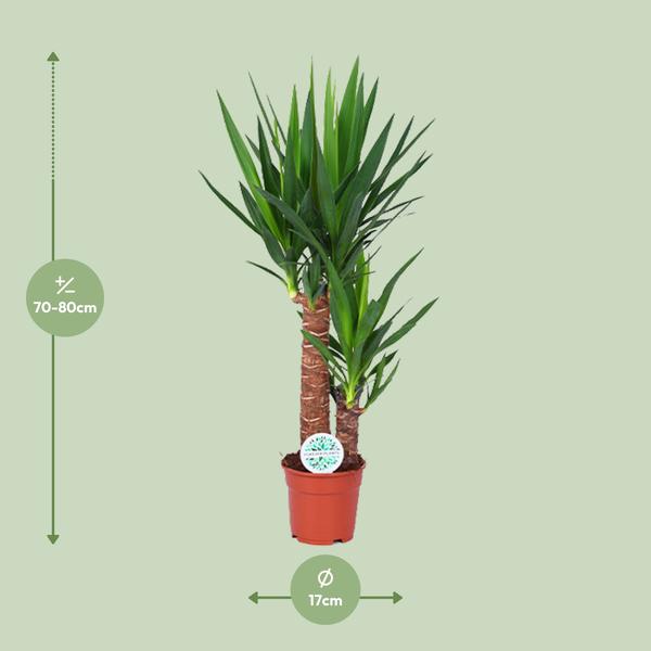 Palmlilie – Yucca Elephantipes – Zimmerpflanze – Ø17cm – Höhe ca. 80cm – pflegeleicht & luftreinigend – Plant