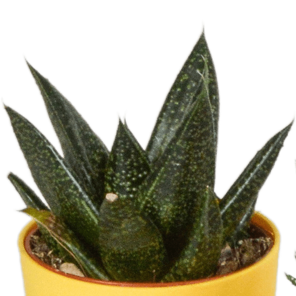 Sukkulenten Mix Gasteria & Haworthia – 5 Pflanzen – Ø5,5cm Zimmerpflanzen im Kunststofftopf mit Holzbeinen – Verschiedene Mini – Sukkulenten – Plant