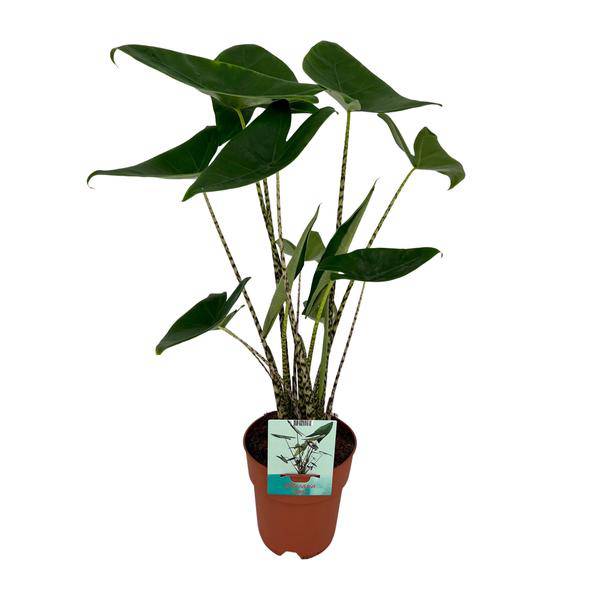 Alocasia Zebrina Elefantenohr – Ø19cm H75cm – Tropische Zimmerpflanze mit zebragestreiften Stielen – Exotischer Blickfang für Wohnzimmer & Büro – Plant