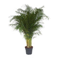 Goldfruchtpalme – Dypsis Lutescens – Areca – Palme – Zimmerpflanze – 200cm hoch Ø34cm – Tropisches Grün für Wohnzimmer & Büro – Plant