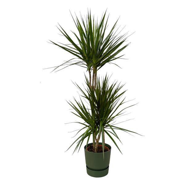 Dracaena Marginata – Drachenbaum – Zimmerpflanze ca. 120cm – Ø21cm – inkl. Pflanzgefäß Echo Greenville Grün D24xH23 – Plant