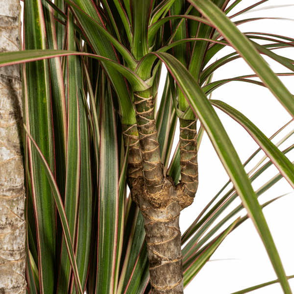 Dracaena Marginata Bicolor – Drachenbaum – Ø21cm – ↕110-130cm – Elegante Zimmerpflanze mit zweifarbigen Blättern – Pflegeleicht & luftreinigend – Plant