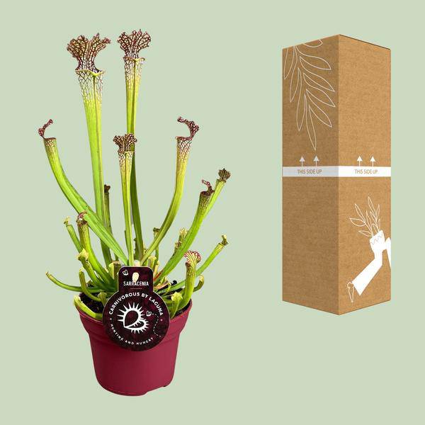 Fleischfressende Pflanze – Sarracenia Farnhamii – Ø12cm – ↕40cm – Exotische Schlauchpflanze für Innenräume – Pflegeleichte Karnivore Zimmerpflanze – Plant
