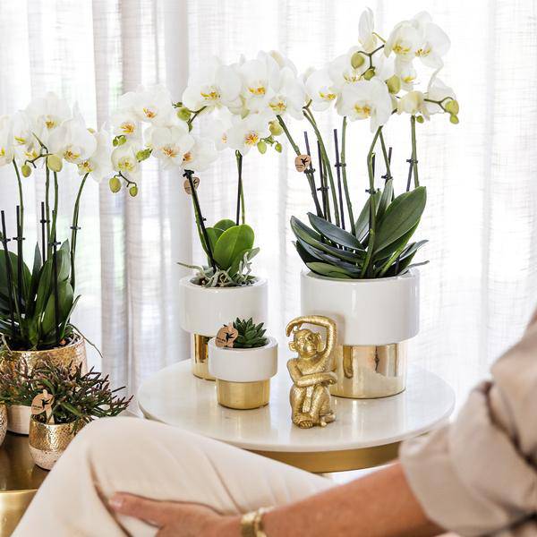 Topf Lush – Ø9cm – Keramik Blumentopf in Weiß – Gold – Ziertopf für Zimmerpflanzen, Orchideen & Sukkulenten – Elegante Wohnaccessoire Deko – Plant