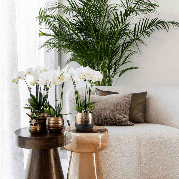 Phalaenopsis Orchideen Weiß – 2 Orchideen – Zimmerpflanzen mit langanhaltender Blüte – Ø12cm Töpfe – Frisch vom Bauern – Elegante Wohnraum-Deko – Plant