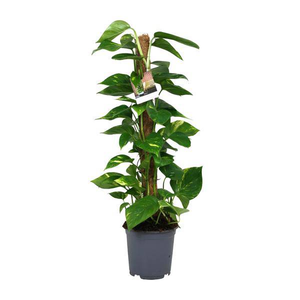 Efeutute Scindapsus Epipremnum – Ø19cm – ↕80cm – Pflegeleichte Rankpflanze & luftreinigende Zimmerpflanze – Plant