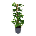 Efeutute Scindapsus Epipremnum – Ø19cm – ↕80cm – Pflegeleichte Rankpflanze & luftreinigende Zimmerpflanze – Plant