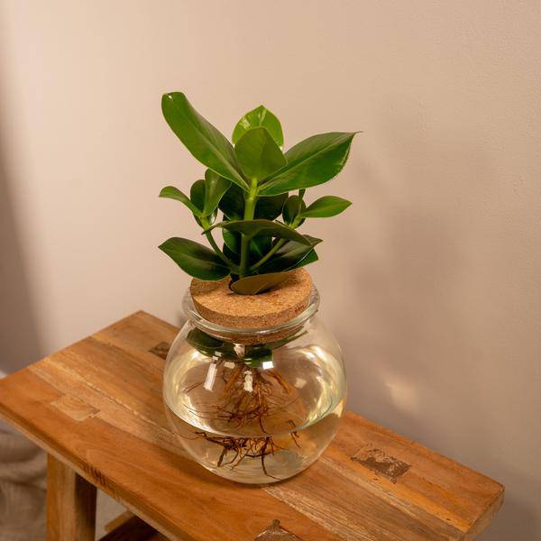 Balsamapfel Clusia Hydroponie – Mischung – Zimmerpflanze im Kugel – Glaskorken – Ø12cm – ca. 30cm hoch – pflegeleicht & wasserbasiert – Plant