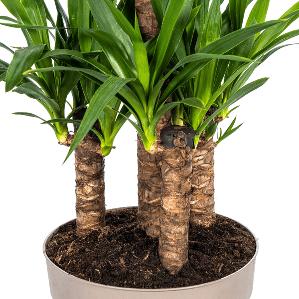 Yucca Elephantipes Zimmerpflanze Ø30cm ↕100cm – pflegeleichte Grünpflanze für Wohnzimmer, Büro & helle Standorte kaufen – Plant
