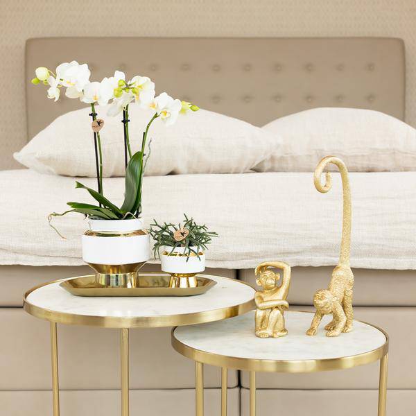 Le Chic Blumentopf Zimmerpflanze Ø9cm mit dekorativem Übertopf – blühende Orchidee für Wohnzimmer, Büro & helle Standorte kaufen – Plant