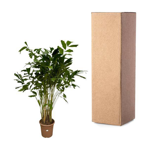 Caryota Mitis – Fischschwanzpalme – Zimmerpflanze ↕210cm – Ø40cm – Tropische Rarität mit gefiederten Blättern – XXL Palme für Zimmer & Büro – Plant