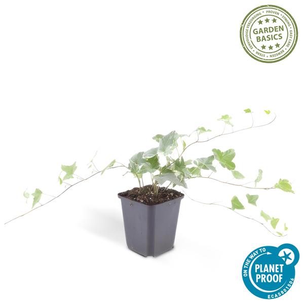 Hedera helix 'Glacier' – Weißgrüner Efeu – Ø9cm – ↕10-25cm – Bodendecker & pflegeleicht – schnellwachsend – Plant