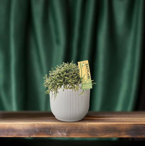 Korallenkaktus Rhipsalis Burchellii Zimmerpflanze Ø12cm ↕20cm – pflegeleichte Sukkulente für Wohnzimmer, Büro & helle Standorte kaufen – Plant