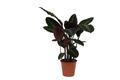 Calathea Warscewiczii – Korbmarante – Zimmerpflanze – ca. 80cm hoch – Ø19cm – Tropische Blattschmuckpflanze – Plant