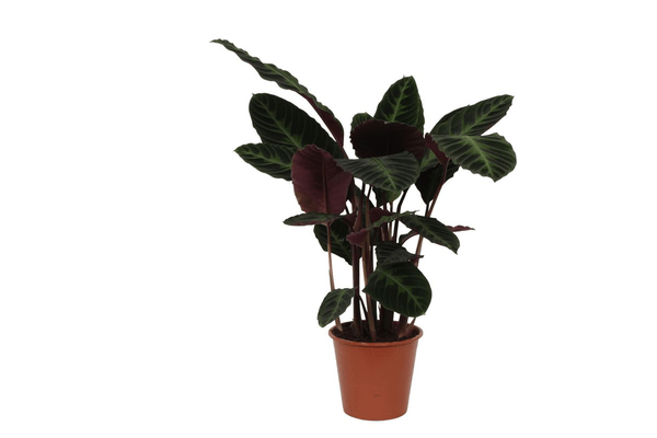 Calathea Warscewiczii – Korbmarante – Zimmerpflanze – ca. 80cm hoch – Ø19cm – Tropische Blattschmuckpflanze – Plant