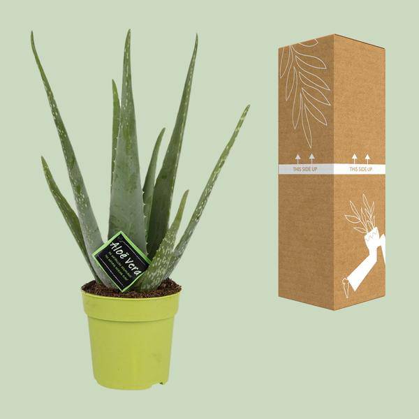 Echte Aloe Vera Zimmerpflanze Ø12cm ↕45cm – pflegeleichte Sukkulente für Wohnzimmer, Büro & helle Standorte kaufen – Plant