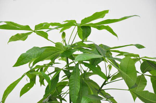 Glückskastanie – Pachira Aquatica – Zimmerpflanze 110cm – Ø21cm – Geldbaum mit geflochtenem Stamm – Exotische Grünpflanze für Wohnzimmer & Büro – Plant