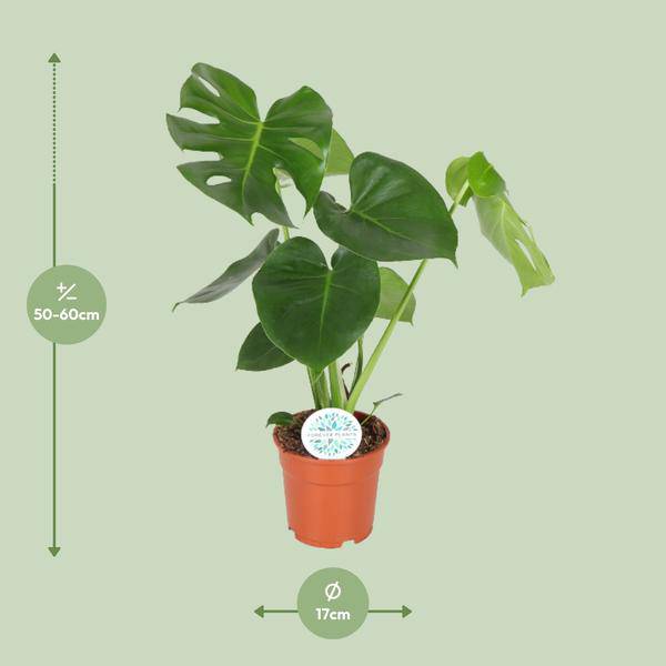 Fensterblatt Monstera Minima Zimmerpflanze Ø17cm ↕55cm – pflegeleichte Grünpflanze für Wohnzimmer, Büro & helle Standorte kaufen – Plant