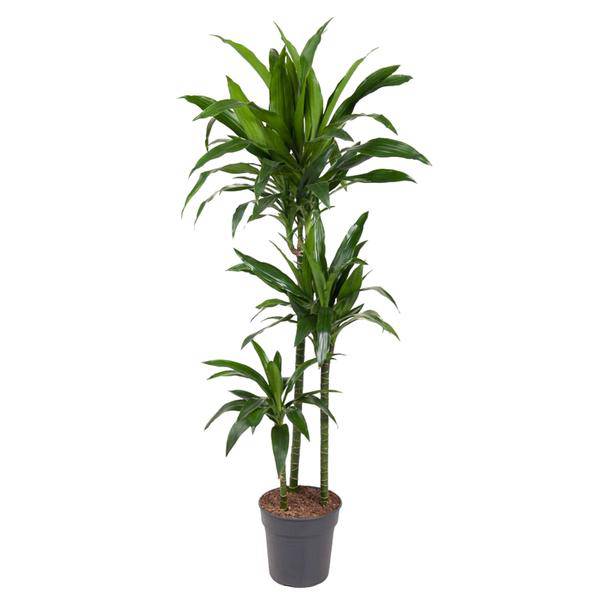 Drachenbaum Zimmerpflanze Ø24cm ↕150cm – pflegeleichte Grünpflanze für Wohnzimmer, Büro & helle Standorte kaufen – Plant