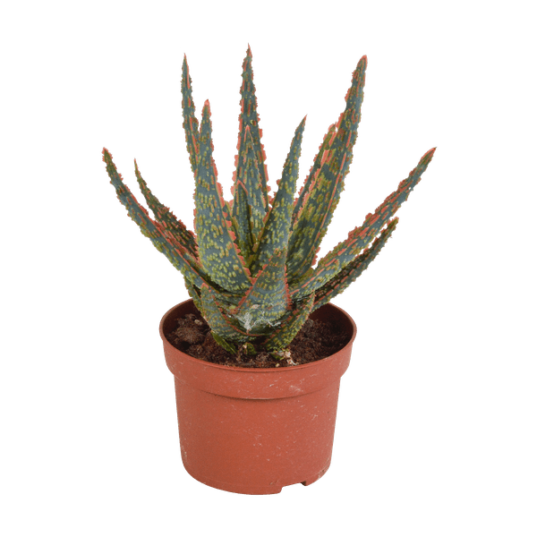 Sukkulente Aloe Zebrina Dannyz – Zimmerpflanze Ø10,5cm – Sternförmige Blätter mit orangefarbenen Akzenten – Pflegeleicht & dekorativ – Plant