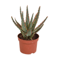 Sukkulente Aloe Zebrina Dannyz – Zimmerpflanze Ø10,5cm – Sternförmige Blätter mit orangefarbenen Akzenten – Pflegeleicht & dekorativ – Plant