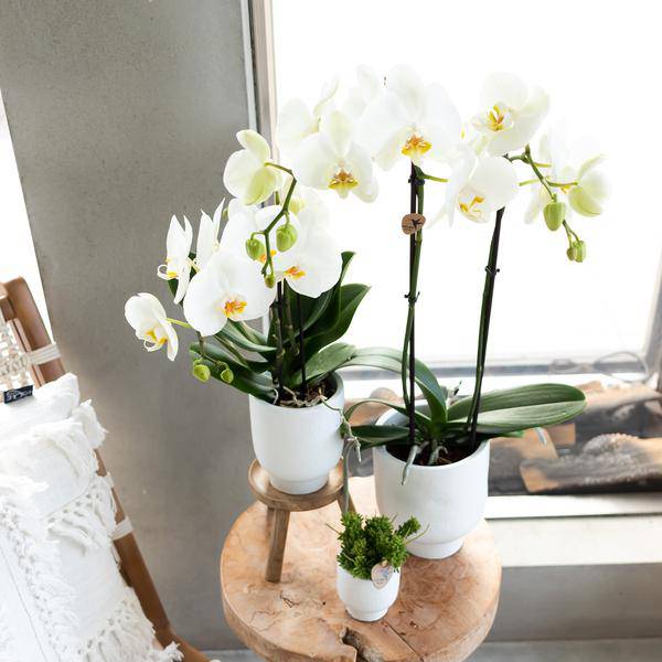 Pflanzenständer Holz Ø12cm Zimmerpflanze Ø12cm ↕10,5cm – pflegeleichte Grünpflanze für Wohnzimmer, Büro & helle Standorte kaufen – Plant