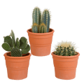 Sukkulenten & Kakteen Mix 3 Pflanzen Ø10,5cm – pflegeleichtes Pflanzen Set für Urban Jungle, Fensterbank, Wohnzimmer & Büro – Plant