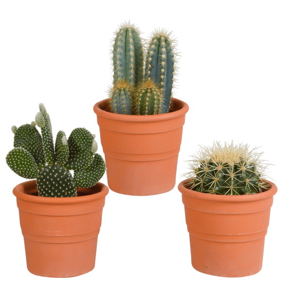 Sukkulenten & Kakteen Mix 3 Pflanzen Ø10,5cm – pflegeleichtes Pflanzen Set für Urban Jungle, Fensterbank, Wohnzimmer & Büro – Plant