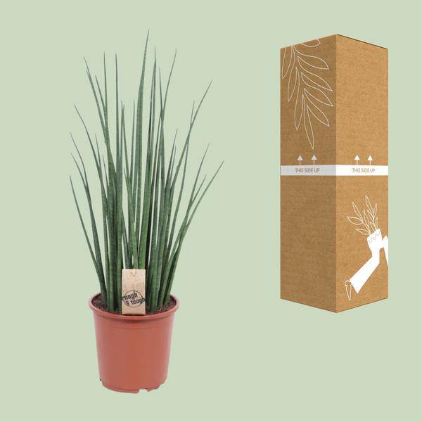 Bogenhanf – Sansevieria Mikado – Zimmerpflanze – Ø19cm – ↕70cm – Schwiegermutterzunge – pflegeleicht & luftreinigend – Plant