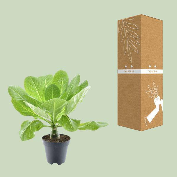 Vulkanpalme – Brighamia insignis 'Hawaii Palme' – Zimmerpflanze – Ø12cm – Höhe ca. 37cm – Exotische Rarität – Plant