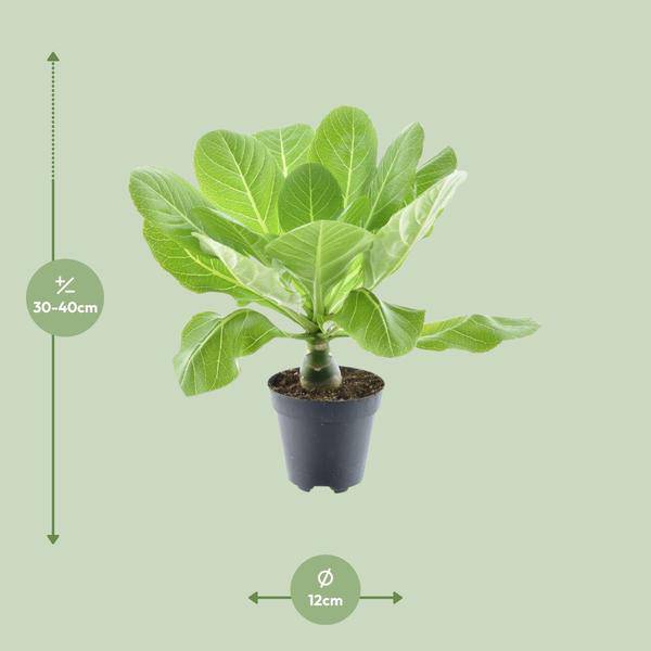 Vulkanpalme – Brighamia insignis 'Hawaii Palme' – Zimmerpflanze – Ø12cm – Höhe ca. 37cm – Exotische Rarität – Plant