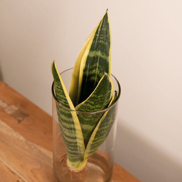 Sansevieria im Glaszylinder – Ø12cm – ↕30cm – Pflegeleichte Zimmerpflanze im dekorativen Glasgefäß – Luftreinigend & robust – Plant