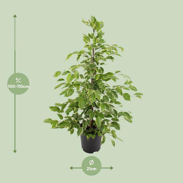 Birken-Feige Ficus benjamina Goldenking – Zimmerpflanze – Ø21cm – Ca. 95cm – Glänzende Blätter – Pflegeleicht – Für Halbschatten & Innenräume – Plant