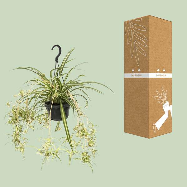 Grünlilie Chlorophytum Comosum Variegatum – Ø14cm – ↕55cm – Pflegeleichte luftreinigende Zimmerpflanze – Plant